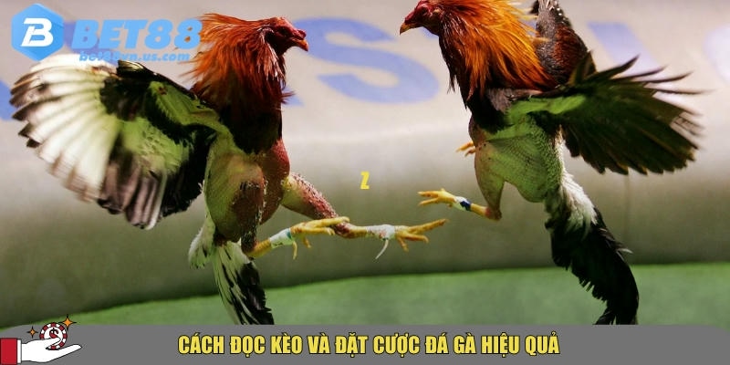 Hướng dẫn cách đọc kèo và đặt cược chơi đá gà hiệu quả