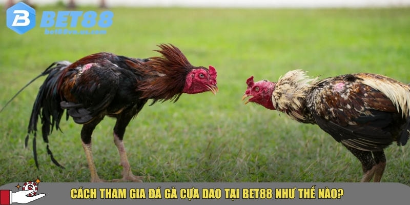 Đá gà cựa dao BET88 – Hướng dẫn & kinh nghiệm cược hiệu quả 2 Hướng dẫn cách tham gia chơi đá gà cựa dao tại BET88