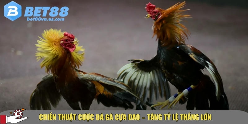 Đá gà cựa dao BET88 – Hướng dẫn & kinh nghiệm cược hiệu quả 4 Mẹo và chiến thuật đặt cược đá gà cựa dao