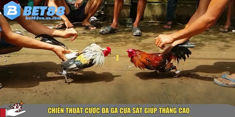 Đá gà cựa sắt BET88 – Mẹo và bí quyết thắng lớn hot 2025 3 Tổng hợp các chiến thuật đá gà cựa sắt hot nhất 2025