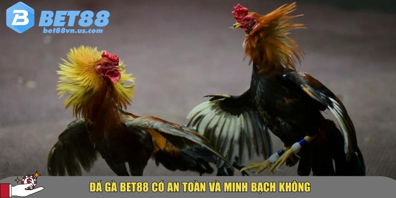 BET88 đảm bảo chơi đá gà tại đây an toàn và minh bạch