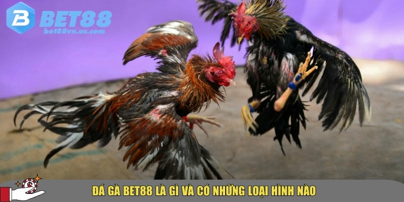 Tìm hiểu tổng quan về đá gà tại BET88