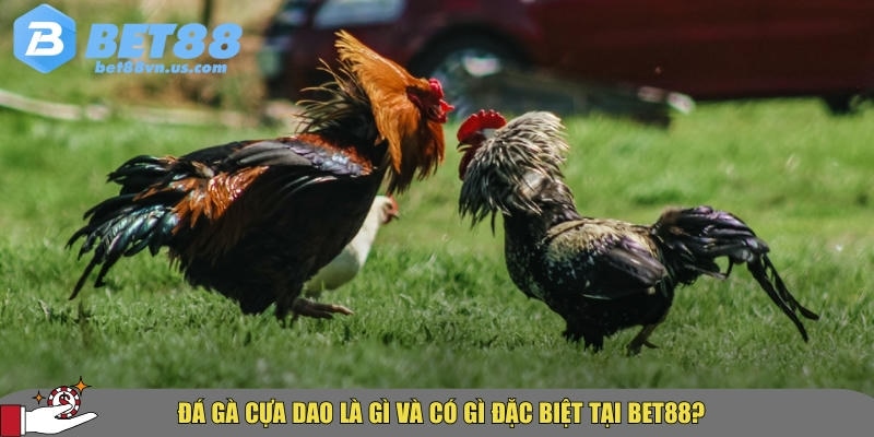 Đá gà cựa dao BET88 – Hướng dẫn & kinh nghiệm cược hiệu quả 1 Khám phá tổng quan về đá gà cựa dao tại BET88