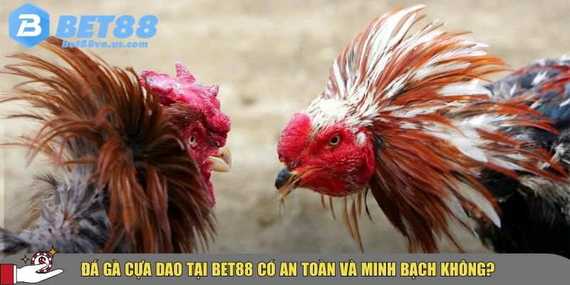 Đá gà cựa dao BET88 – Hướng dẫn & kinh nghiệm cược hiệu quả 6 BET88 đảm bảo đá gà cựa dao tại đây an toàn và minh bạch