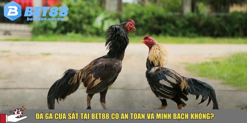 Đá gà cựa sắt BET88 – Mẹo và bí quyết thắng lớn hot 2025 5 BET88 đảm bảo minh bạch cho người chơi tại đá gà cựa sắt