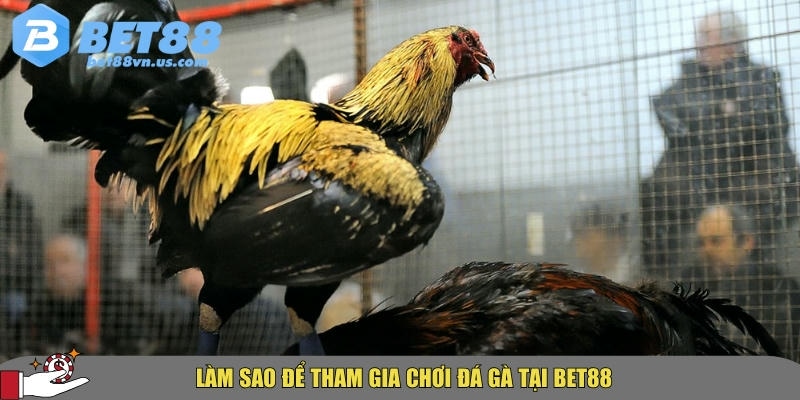 Hướng dẫn cách tham gia chơi đá gà tại BET88 nhanh chóng nhất