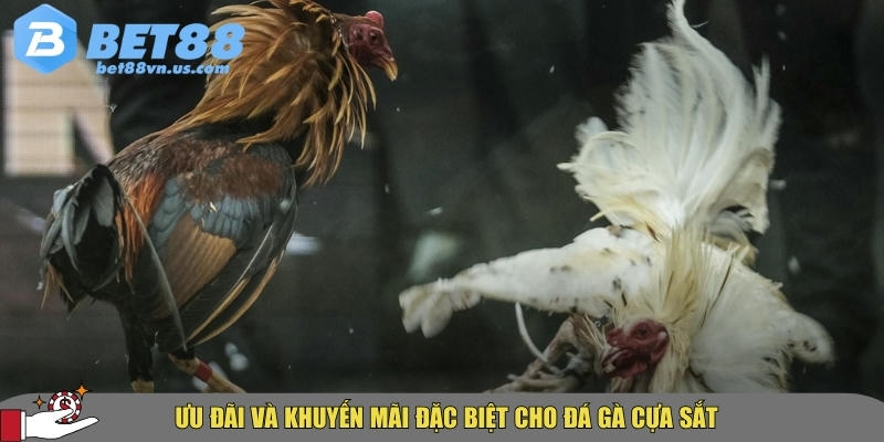 Đá gà cựa sắt BET88 – Mẹo và bí quyết thắng lớn hot 2025 4 Khám phá các ưu đãi và khuyến mãi đặc biệt cho đá gà cựa sắt