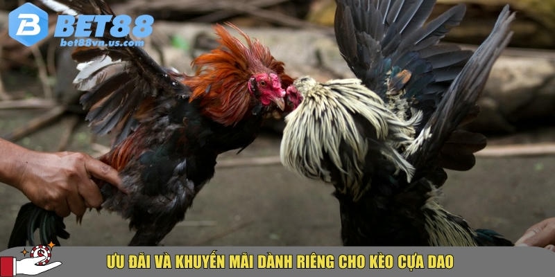 Đá gà cựa dao BET88 – Hướng dẫn & kinh nghiệm cược hiệu quả 5 Khuyến mãi và ưu đãi đặc biệt khi chơi đá gà cựa dao
